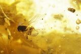 Polished Colombian Copal ( g) - Contains Flies! #355434-2